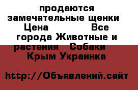 продаются замечательные щенки › Цена ­ 10 000 - Все города Животные и растения » Собаки   . Крым,Украинка